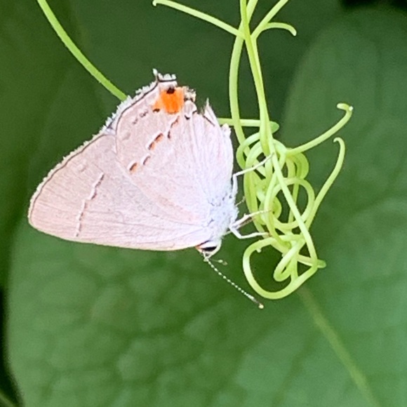 Meet your Posher, Kat - Picture 1 of 1